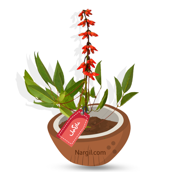  Nargil - Cockspur Coral Tree